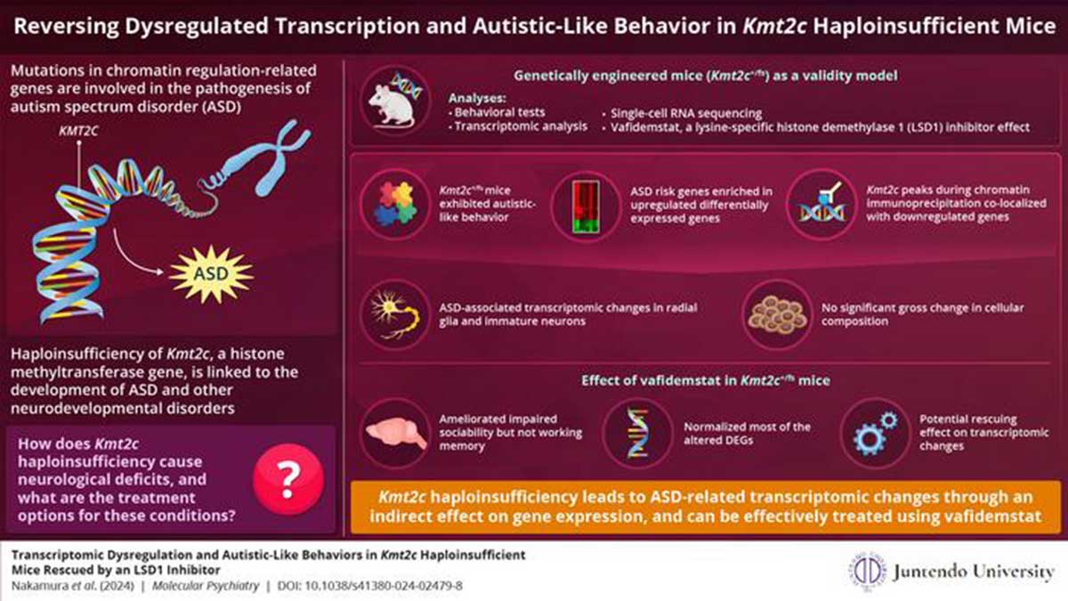 Nueva luz en el espectro del trastorno autista