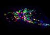 Con ‘C. elegans’, arrojan luz sobre zonas oscuras del cerebro humano Con C. elegans, arrojan luz sobre zonas oscuras del cerebro humano