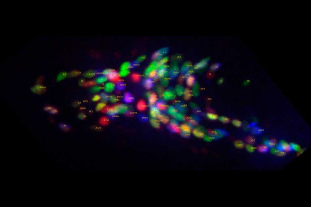 Con C. elegans, arrojan luz sobre zonas oscuras del cerebro humano