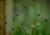 Millones de insectos migran cada año por un corredor en los Pirineos Millones de insectos migran cada año por un corredor en los Pirineos