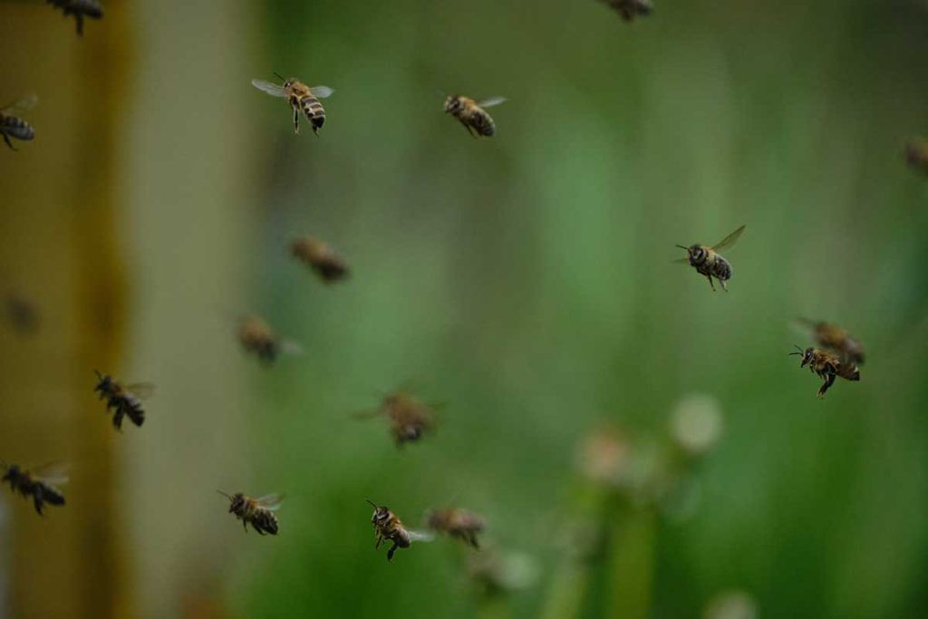 Millones de insectos migran cada año por un corredor en los Pirineos