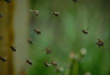Millones de insectos migran cada año por un corredor en los Pirineos Millones de insectos migran cada año por un corredor en los Pirineos