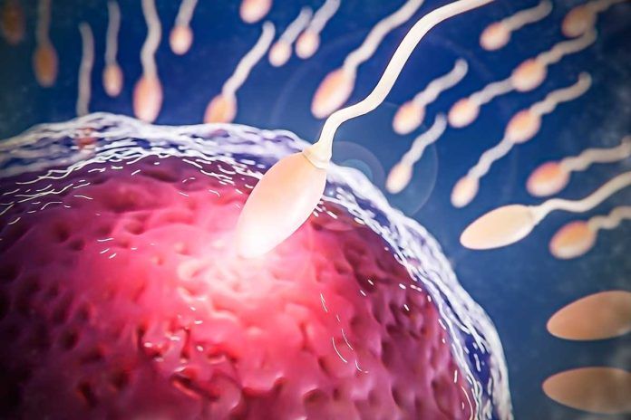 espermatozoides La dieta del padre influye en su hijo antes de concebirlo
