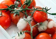 Alemania alerta del peligro de toxinas naturales en alimentos Alemania alerta del peligro de toxinas naturales en alimentos