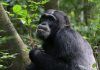 Los chimpancés comen plantas medicinales para curarse las heridas Los chimpancés comen plantas medicinales para curarse las heridas