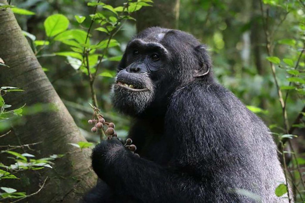 Los chimpancés comen plantas medicinales para curarse las heridas