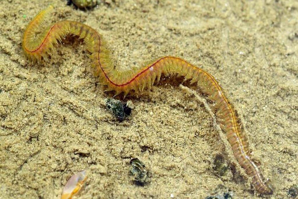 Primer mapeo de la actividad global de la biodiversidad del fondo marino