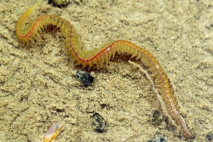 Primer mapeo de la actividad global de la biodiversidad del fondo marino