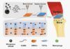 Tratan con éxito lesiones del tendón y hueso con biocerámicas inorgánicas Tratan con éxito lesiones del tendón y hueso con biocerámicas inorgánicas