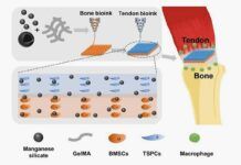 Tratan con éxito lesiones del tendón y hueso con biocerámicas inorgánicas Tratan con éxito lesiones del tendón y hueso con biocerámicas inorgánicas