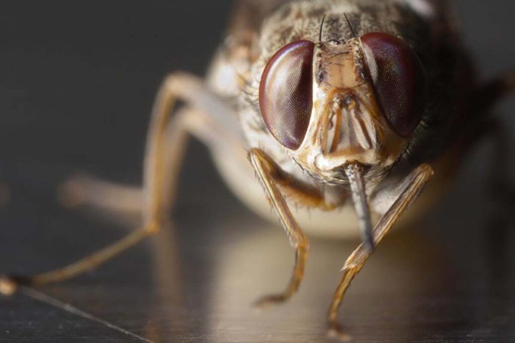 Nuevo anticoagulante ‘a voluntad’ gracias a la mosca tse-tsé
