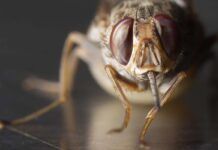 Nuevo anticoagulante ‘a voluntad’ gracias a la mosca tse-tsé Nuevo anticoagulante ‘a voluntad’ gracias a la mosca tse-tsé