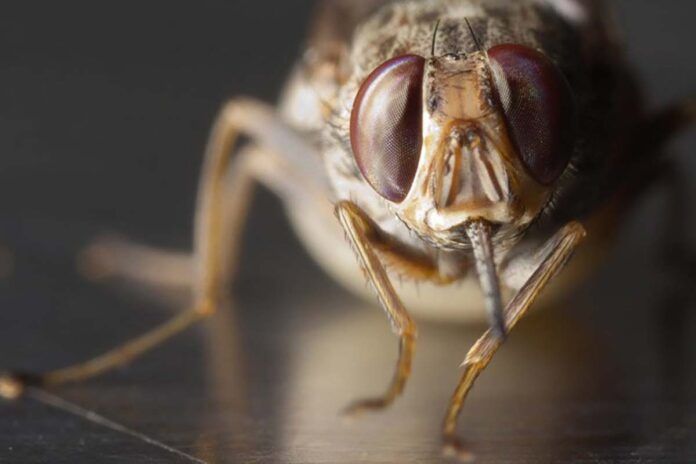 Nuevo anticoagulante ‘a voluntad’ gracias a la mosca tse-tsé