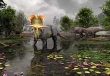 ‘Lokiceratops rangiformis’, el desconocido dinosaurio herbívoro con cuernos Lokiceratops rangiformis, el desconocido dinosaurio herbívoro con cuernos