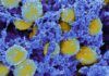 Estrategia con ‘tijeras biológicas’ contra infecciones bacterianas Estrategia con ‘tijeras biológicas’ contra infecciones bacterianas