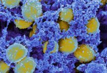 Estrategia con ‘tijeras biológicas’ contra infecciones bacterianas Estrategia con ‘tijeras biológicas’ contra infecciones bacterianas