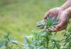 Demuestran que el cannabinoide CBG reduce la ansiedad y el estrés Demuestran que el cannabinoide CBG reduce la ansiedad y el estrés