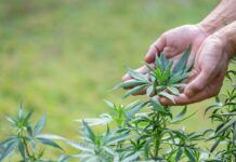 Demuestran que el cannabinoide CBG reduce la ansiedad y el estrés Demuestran que el cannabinoide CBG reduce la ansiedad y el estrés