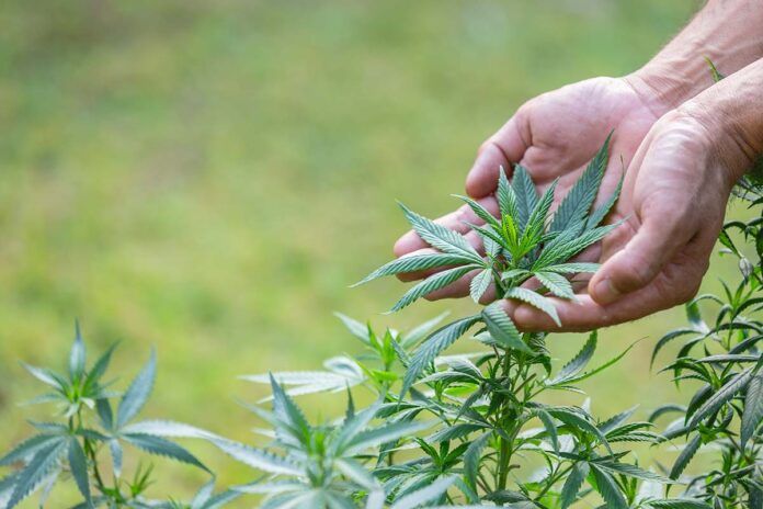 Demuestran que el cannabinoide CBG reduce la ansiedad y el estrés