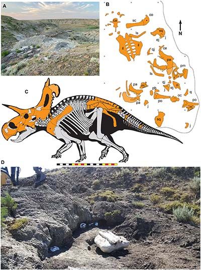 Lokiceratops rangiformis, el desconocido dinosaurio herbívoro con cuernos