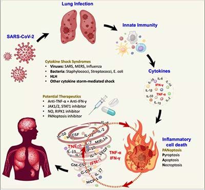 Desvelado el mecanismo molecular de la muerte celular inflamatoria