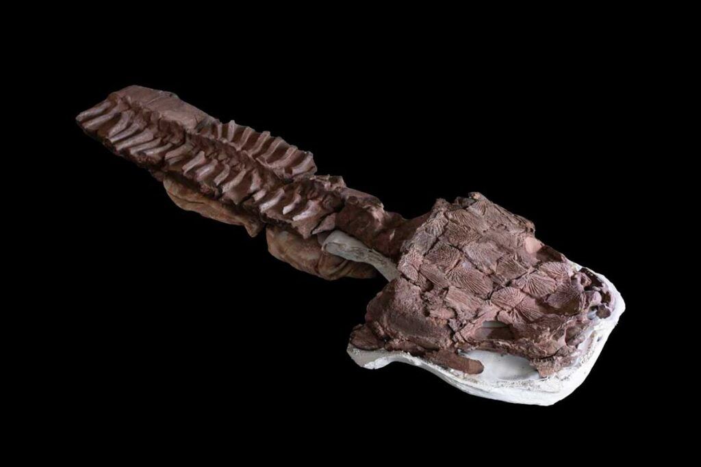 Gaiasia, el gigantesco depredador que precedió a los dinosaurios