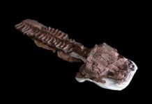 ‘Gaiasia’, el gigantesco depredador que precedió a los dinosaurios Gaiasia, el gigantesco depredador que precedió a los dinosaurios