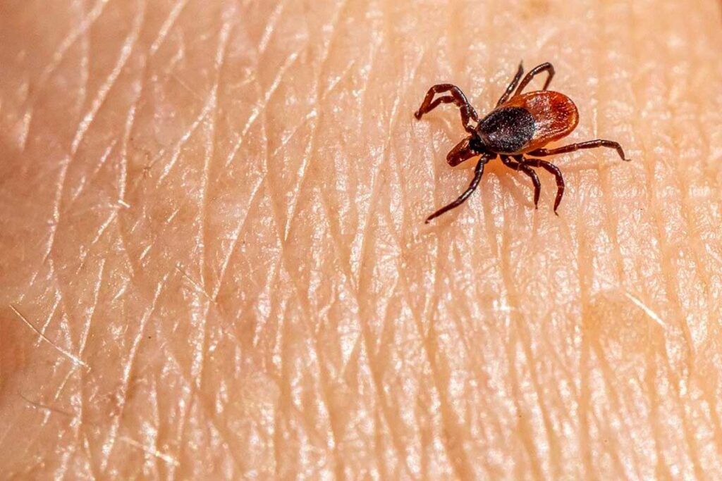 Alerta por el virus Powassan, que transmiten las garrapatas