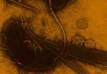 Desvelan la genética de la bacteria del cólera, clave para su prevención Desvelan la genética de la bacteria del cólera, clave para su prevención