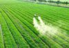 Los pesticidas agrícolas, tan cancerígenos como el tabaco Los pesticidas agrícolas, tan cancerígenos como el tabaco