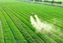 Los pesticidas agrícolas, tan cancerígenos como el tabaco Los pesticidas agrícolas, tan cancerígenos como el tabaco