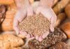 Celiaquía: descubren cómo y dónde empieza la respuesta al gluten Celiaquía: descubren cómo y dónde empieza la respuesta al gluten