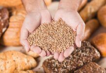 Celiaquía: descubren cómo y dónde empieza la respuesta al gluten Celiaquía: descubren cómo y dónde empieza la respuesta al gluten