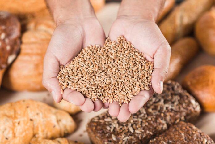 trigo Celiaquía: descubren cómo y dónde empieza la respuesta al gluten