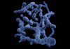 ¿Cómo ‘Streptococcus pneumoniae’ evita la acción de los antibióticos? Cómo 'Streptococcus pneumoniae' evita la acción de los antibióticos