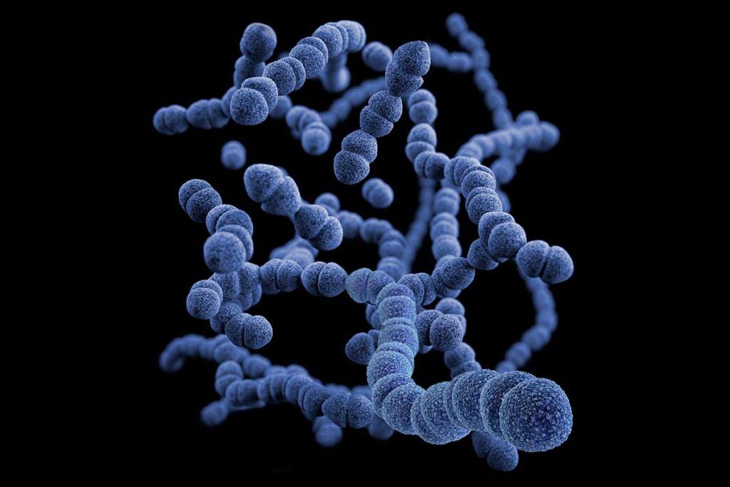 Cómo 'Streptococcus pneumoniae' evita la acción de los antibióticos