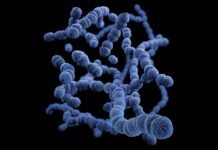 ¿Cómo ‘Streptococcus pneumoniae’ evita la acción de los antibióticos? Cómo 'Streptococcus pneumoniae' evita la acción de los antibióticos