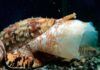 La toxina mortal de un caracol marino, clave para nuevos fármacos La toxina mortal de un caracol marino, clave para nuevos fármacos