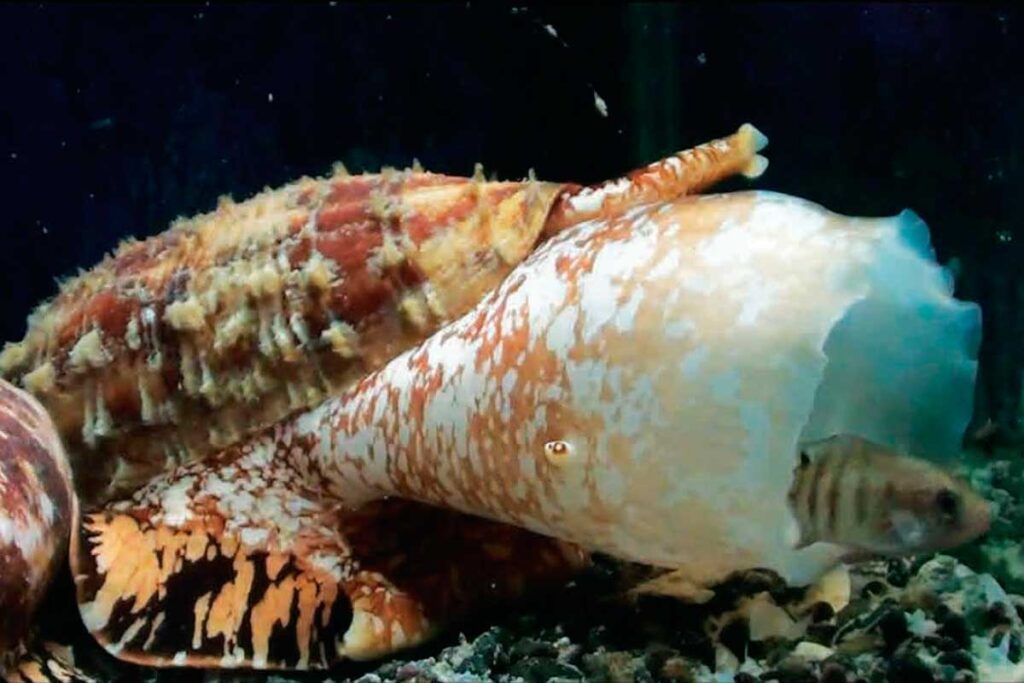 La toxina mortal de un caracol marino, clave para nuevos fármacos