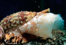 La toxina mortal de un caracol marino, clave para nuevos fármacos La toxina mortal de un caracol marino, clave para nuevos fármacos