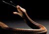 La heparina, muy eficaz contra el veneno de las cobras La heparina, muy eficaz contra el veneno de las cobras