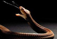 La heparina, muy eficaz contra el veneno de las cobras La heparina, muy eficaz contra el veneno de las cobras