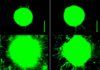 Ejercitar los músculos induce el crecimiento de las neuronas Ejercitar los músculos induce el crecimiento de las neuronas