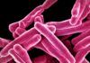 Describen cómo las bacterias evaden a los antibióticos Describen cómo las bacterias evaden a los antibióticos