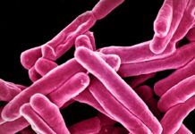 Describen cómo las bacterias evaden a los antibióticos Describen cómo las bacterias evaden a los antibióticos