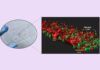 Reproducen el colangiocarcinoma en un chip Reproducen el colangiocarcinoma en un chip