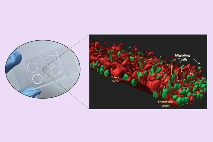 Reproducen el colangiocarcinoma en un chip