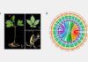 Desvelado el genoma del ginseng Desvelado el genoma del ginseng
