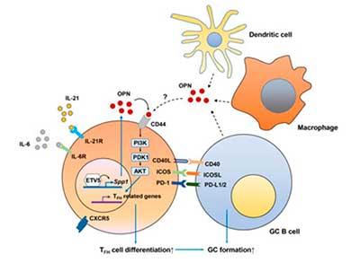 Descubren el mecanismo molecular del lupus