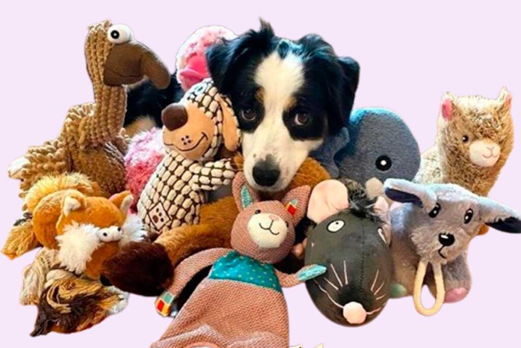 Los perros prefieren la textura a la forma al elegir un objeto